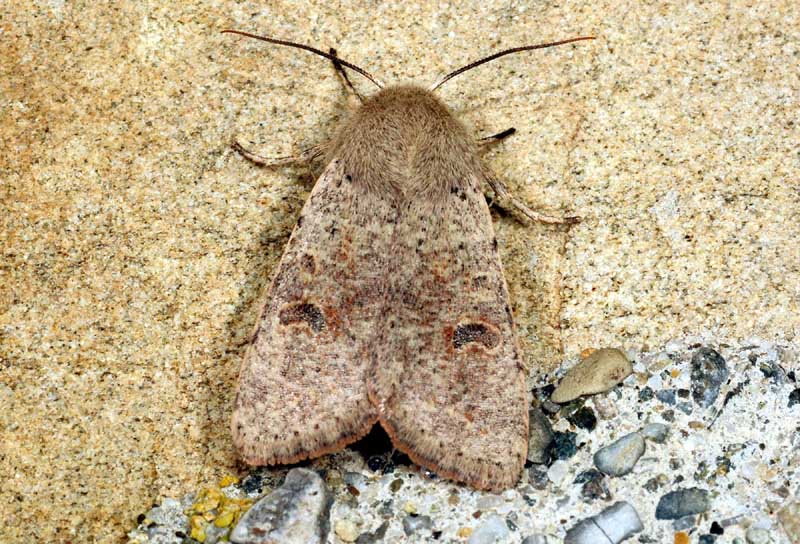 Orthosia puntuale - O. cruda